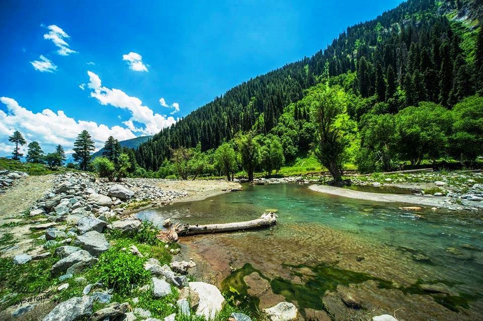 Gabral Forest The Untouched Wilderness of Swat Valley