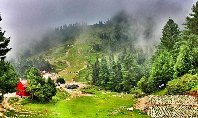 Malam Jabba Forest  The Alpine Forest Paradise of Swat Valley