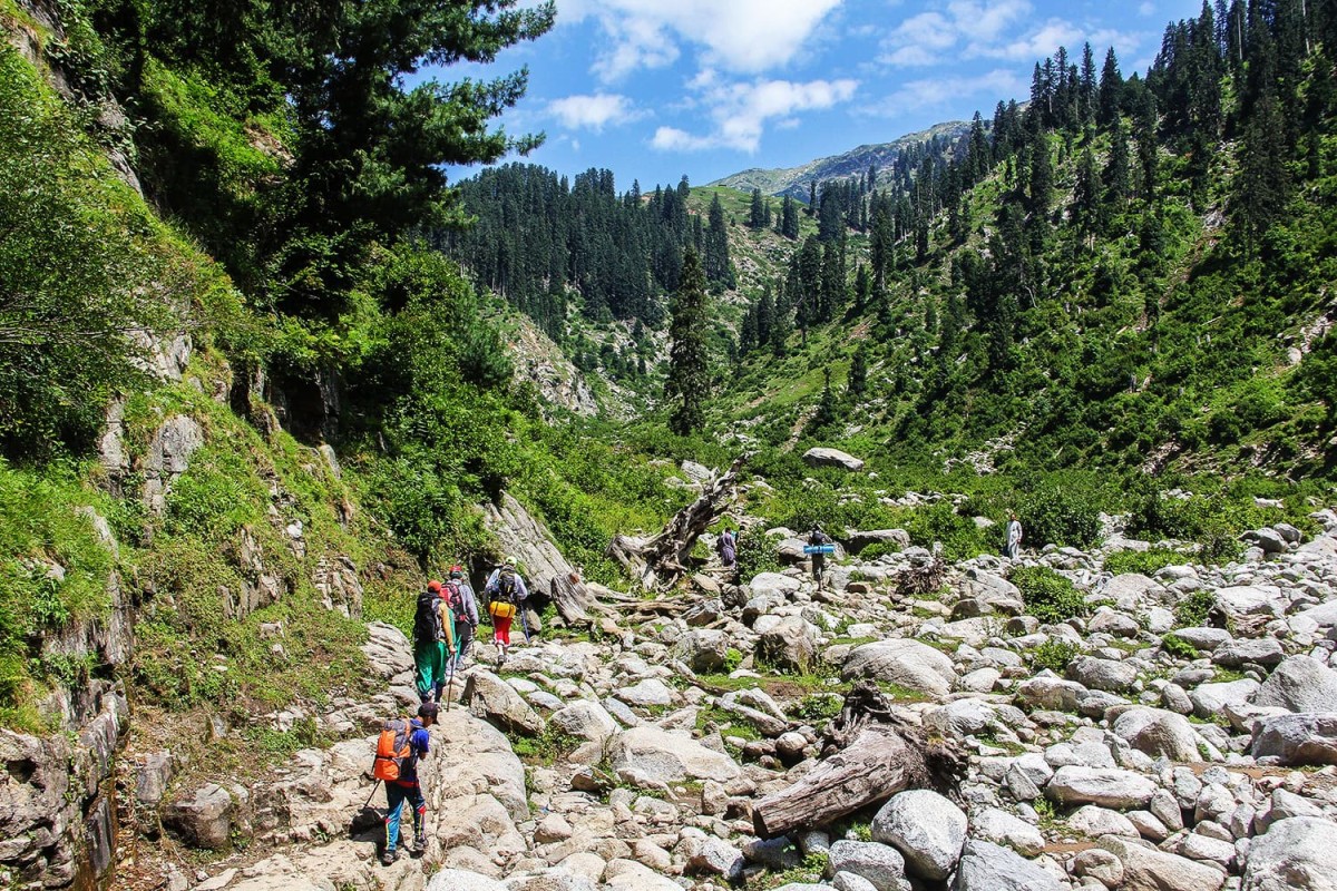 Saidgai Forest The Untouched Highland Forest of Swat Valley