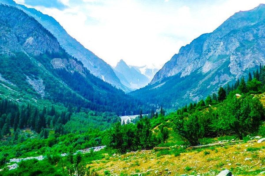 Mankial Forest The Majestic Mountain Forest of Swat Valley