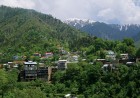 Miandam Forest  The Scenic Green Retreat of Swat Valley
