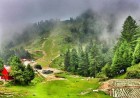Malam Jabba Forest  The Alpine Forest Paradise of Swat Valley