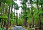 Kalam Forest The Evergreen Wilderness of Swat Valley