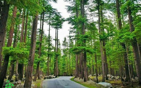 Kalam Forest The Evergreen Wilderness of Swat Valley