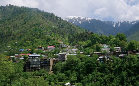 Miandam Forest  The Scenic Green Retreat of Swat Valley