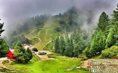 Malam Jabba Forest  The Alpine Forest Paradise of Swat Valley