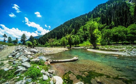Gabral Forest The Untouched Wilderness of Swat Valley
