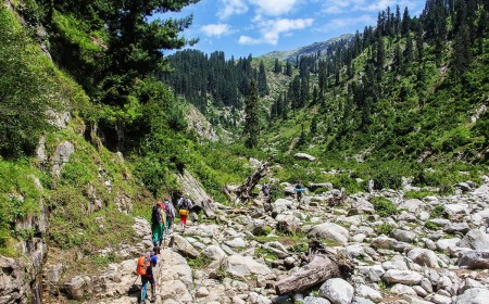 Saidgai Forest The Untouched Highland Forest of Swat Valley