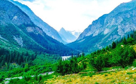 Mankial Forest The Majestic Mountain Forest of Swat Valley