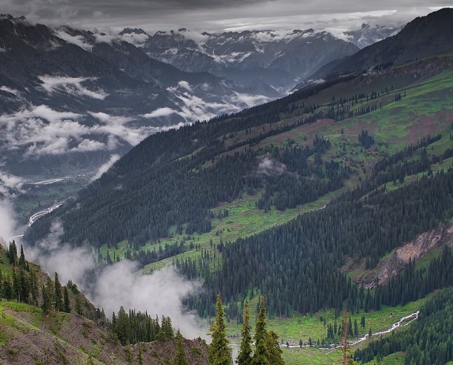 Utror Forest  The Scenic Woodland of Upper Swat
