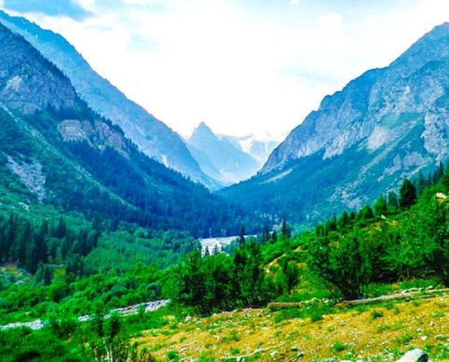 Mankial Forest The Majestic Mountain Forest of Swat Valley