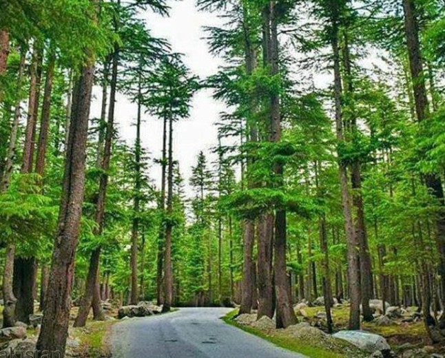 Kalam Forest The Evergreen Wilderness of Swat Valley