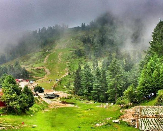 Malam Jabba Forest  The Alpine Forest Paradise of Swat Valley